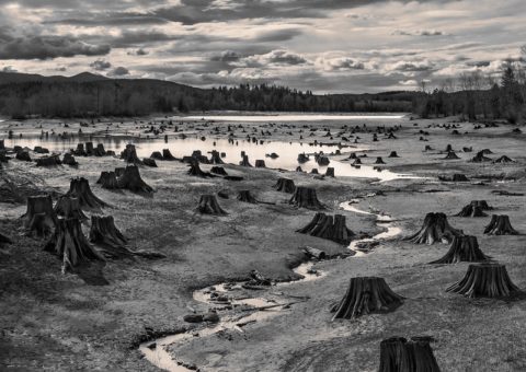 “Stumps, Alder Lake, Nisqually River, Washington” by Hal Gage, United States of America, Shortlist, Open, Landscape (Open Competition), 2019 Sony World Photography Awards.
