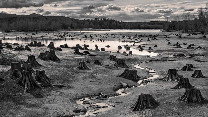 “Stumps, Alder Lake, Nisqually River, Washington” by Hal Gage, United States of America, Shortlist, Open, Landscape (Open Competition), 2019 Sony World Photography Awards.