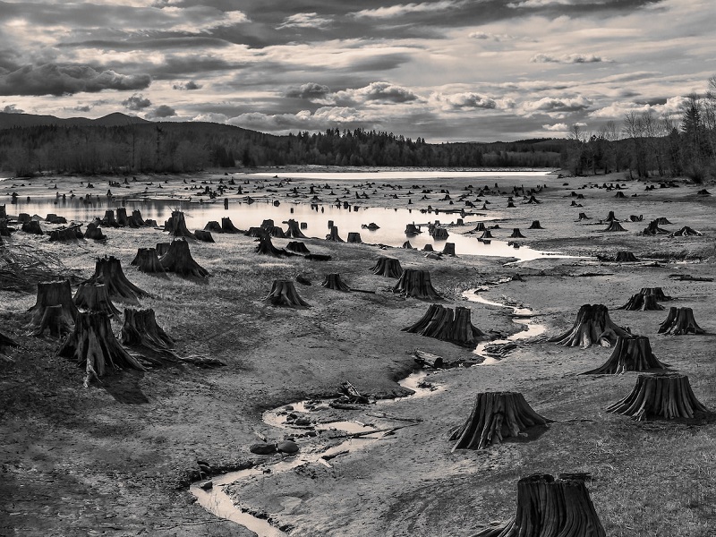 “Stumps, Alder Lake, Nisqually River, Washington” by Hal Gage, United States of America, Shortlist, Open, Landscape (Open Competition), 2019 Sony World Photography Awards.