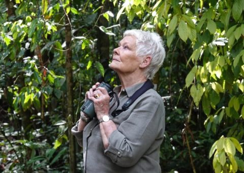 Judi Dench's Wild Borneo Adventure is now playing on National Geographic Discovery Asia's channel on Astro. Photo credit: ITV. Music Press Asia
