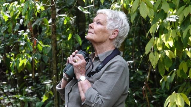 Judi Dench's Wild Borneo Adventure is now playing on National Geographic Discovery Asia's channel on Astro. Photo credit: ITV. Music Press Asia