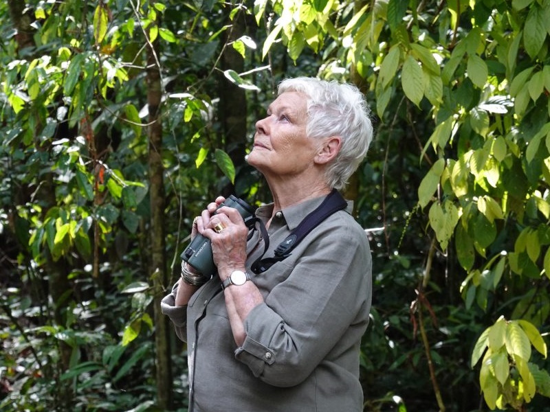 Judi Dench's Wild Borneo Adventure is now playing on National Geographic Discovery Asia's channel on Astro. Photo credit: ITV. Music Press Asia