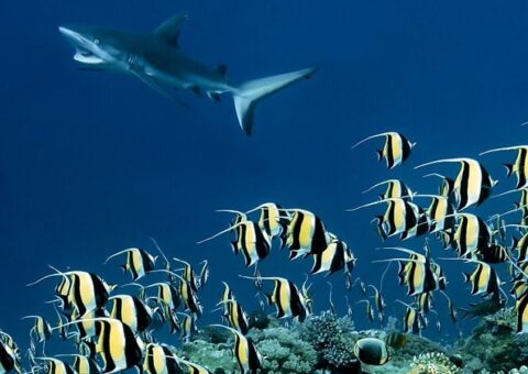 Asia BBC documentary. interview Roger Webb Music Press Asia